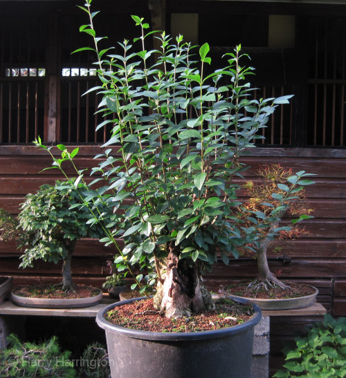 Large Privet Bonsai Progression 